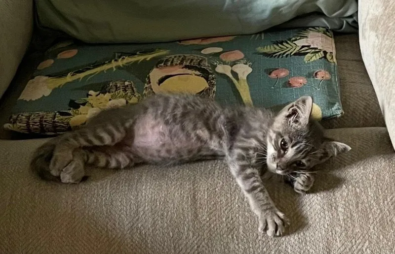 A baby small-sized male Domestic Short Hair cat named Lil' Rascal for adoption in Saint Augustine, FL