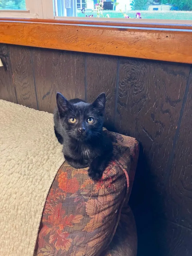 A baby large-sized male Domestic Short Hair cat named Astro for adoption in Glenfield, NY