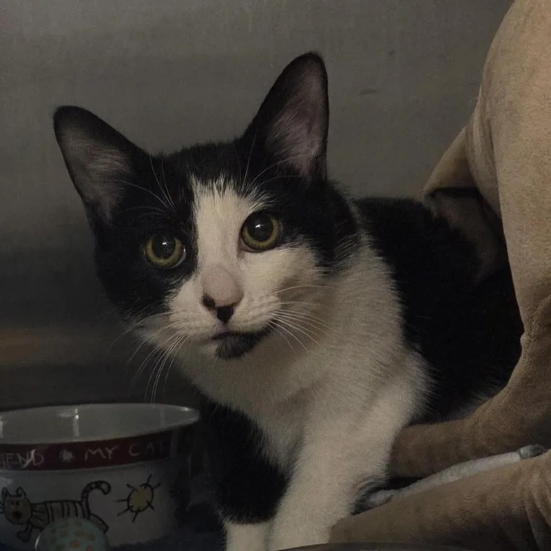 A baby medium-sized male Domestic Short Hair cat named Batman for adoption in Voorhees, NJ