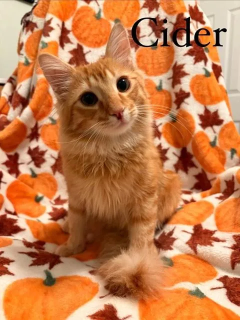 A young medium-sized male Domestic Medium Hair cat named Cider for adoption in Saint Peters, MO