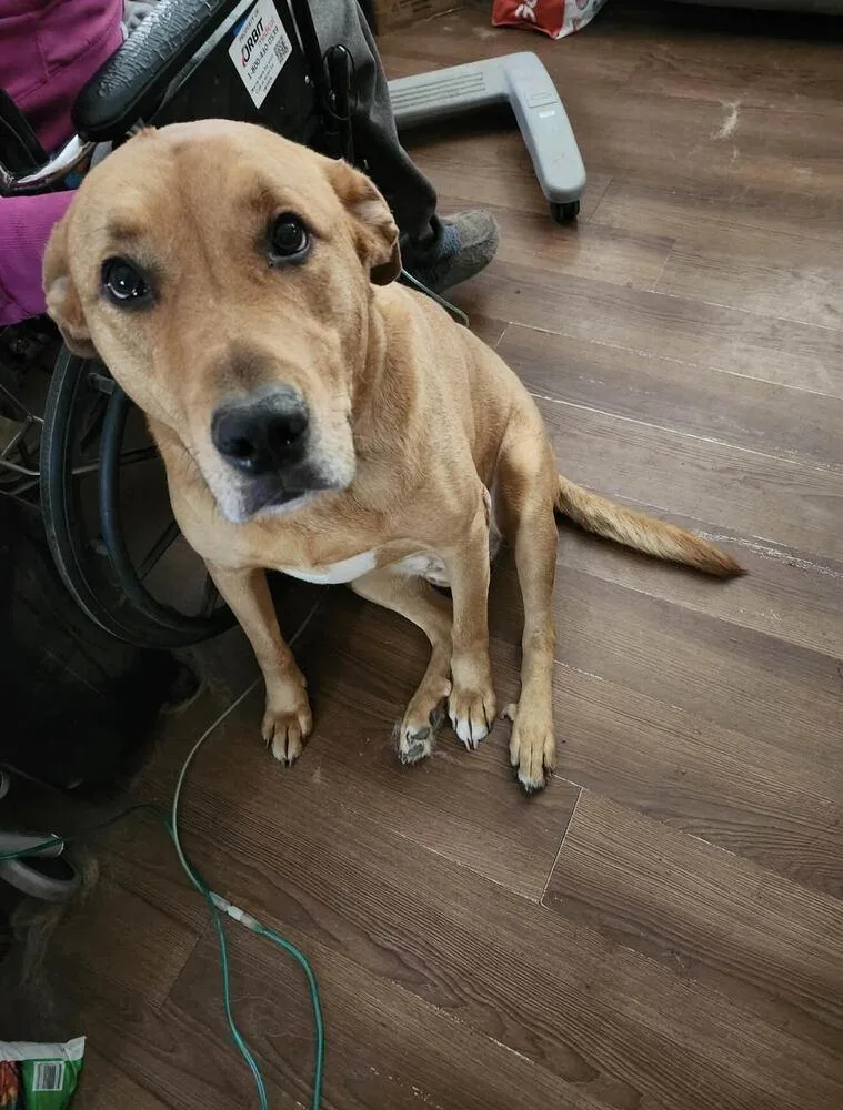 An adult large-sized male Brown / Chocolate Mastiff dog named Hutch for adoption in Palatine, IL