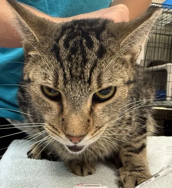An adult medium-sized male Domestic Short Hair cat named Dudley for adoption in Salisbury, MD