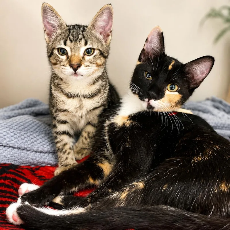 A baby small-sized female Calico Domestic Short Hair cat named Chamomile for adoption in Hopkinton, MA