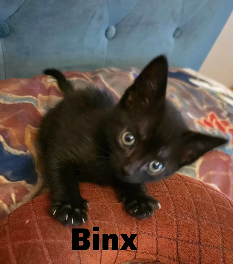 Binx