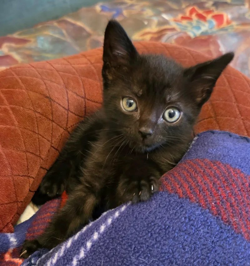 Binx thumbnail 2
