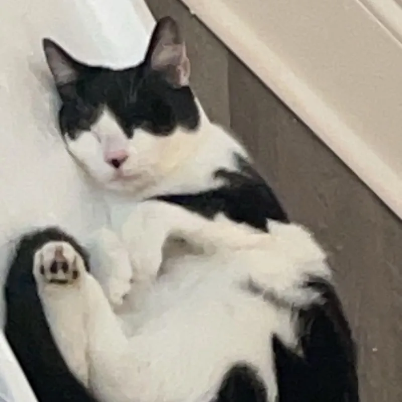 An adult small-sized female Black Domestic Short Hair cat named Audi for adoption in Lynchburg, VA