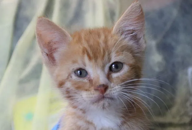 A baby small-sized male Domestic Short Hair cat named Chef Boyardee for adoption in Tucson, AZ