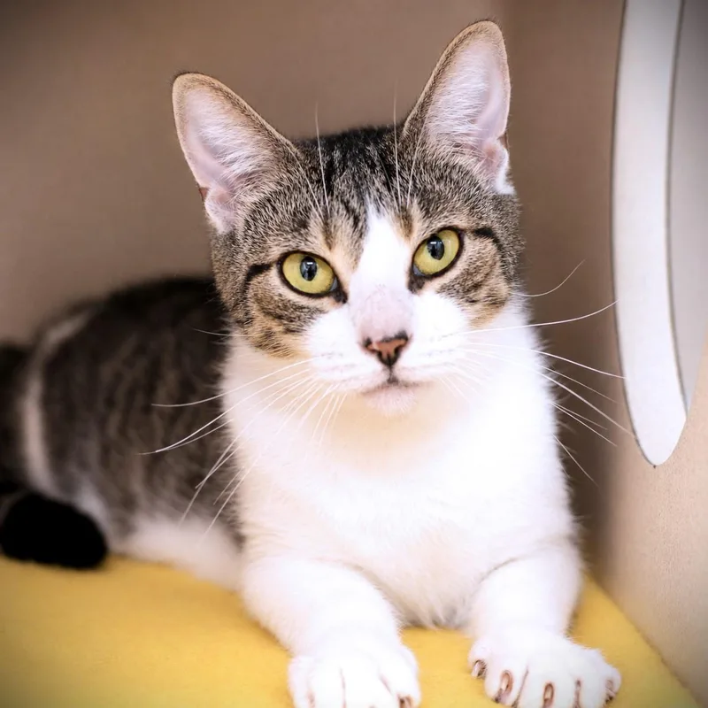 An adult medium-sized female Tabby (Tiger Striped) Domestic Short Hair cat named Amelia for adoption in Amsterdam, NY