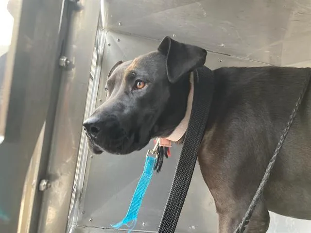 An adult medium-sized female Pit Bull Terrier dog named Nikki for adoption in Dallas, TX