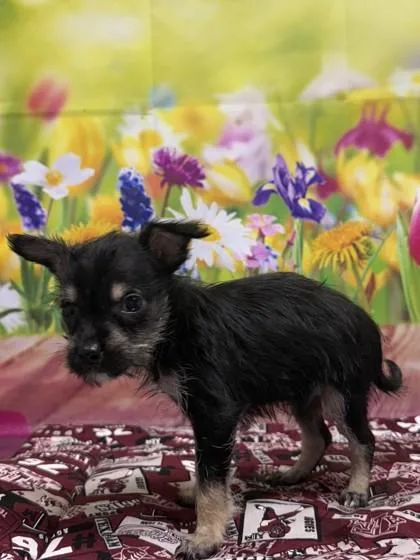 An adult small-sized female Terrier dog named Peanut Butter for adoption in San Antonio, TX