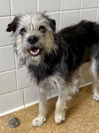 Peanut Butter thumbnail 2