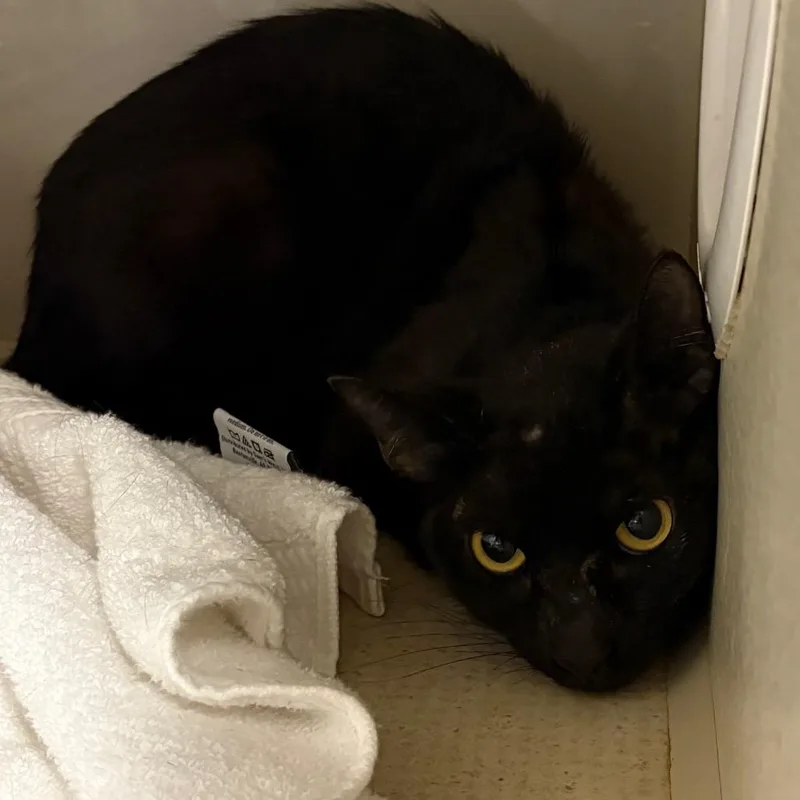 An adult medium-sized female Black Domestic Short Hair cat named Jenny for adoption in Yuma, AZ