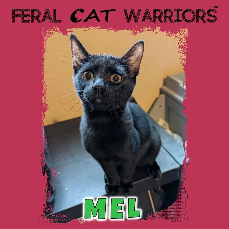 A baby small-sized male Black Domestic Short Hair cat named Mel for adoption in Kingman, AZ