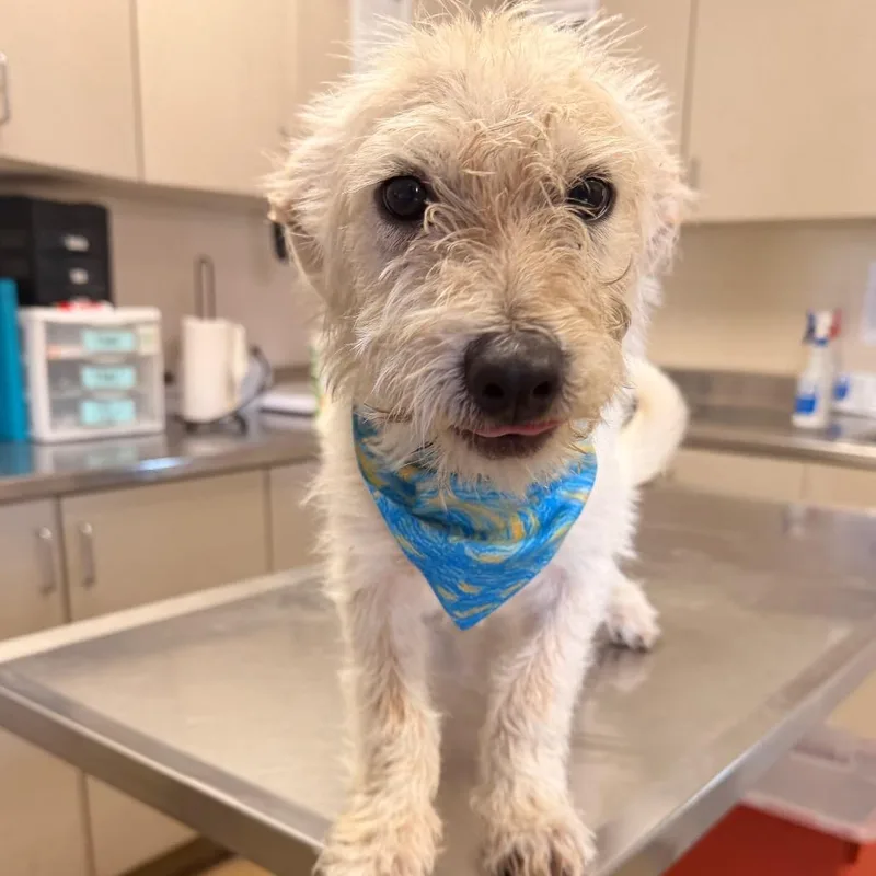 A baby small-sized male White / Cream Wirehaired Terrier dog named Dr. McGruffins for adoption in San Antonio, TX