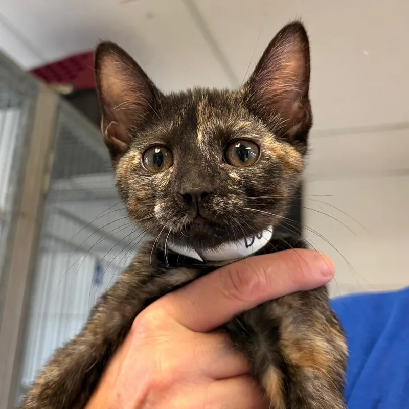 A baby small-sized female Brown / Chocolate Domestic Short Hair cat named Dot for adoption in Santa Barbara, CA