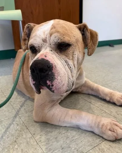 King Shady Aka Cuto thumbnail 2