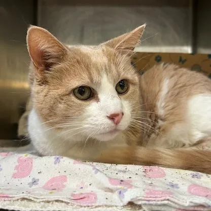 A senior large-sized male Orange / Red Domestic Short Hair cat named Leo for adoption in Santa Barbara, CA
