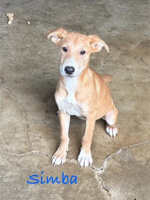 A baby medium-sized female Yellow / Tan / Blond / Fawn Labrador Retriever dog named Simba & Nala for adoption in Cairo, GA
