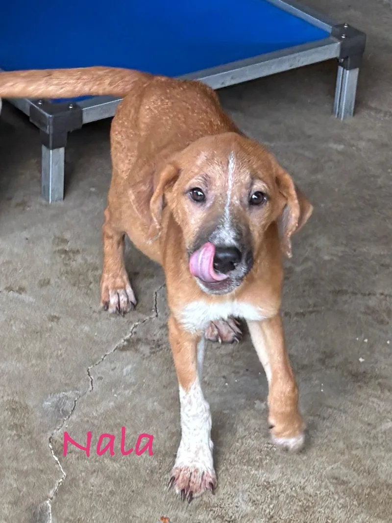 Simba & Nala thumbnail 4