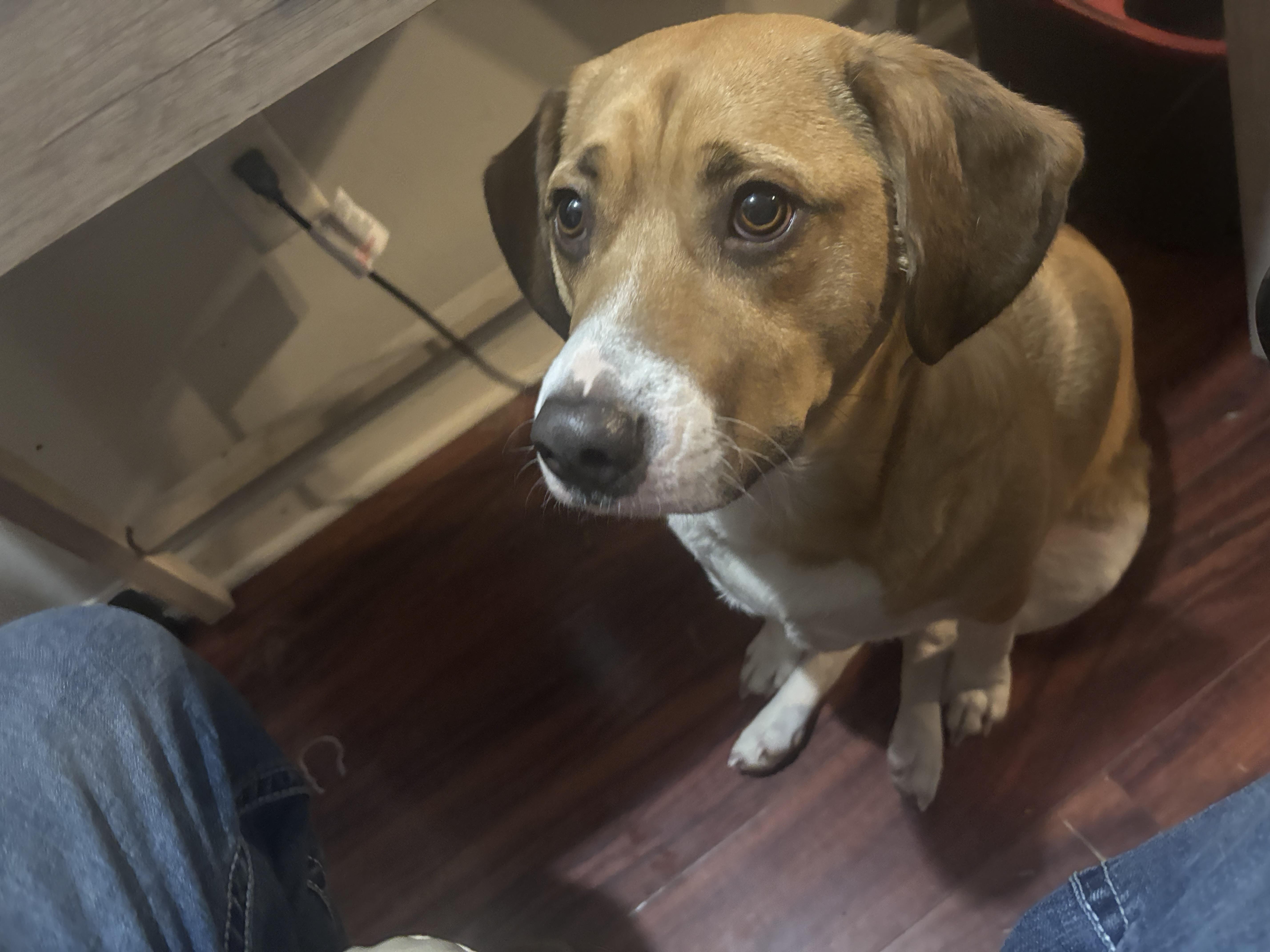 A young medium-sized male Mixed Breed dog named Hennessey for adoption in Memphis, TN