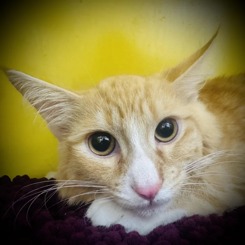 An adult large-sized male Domestic Medium Hair cat named Bowie for adoption in Los Angeles, CA
