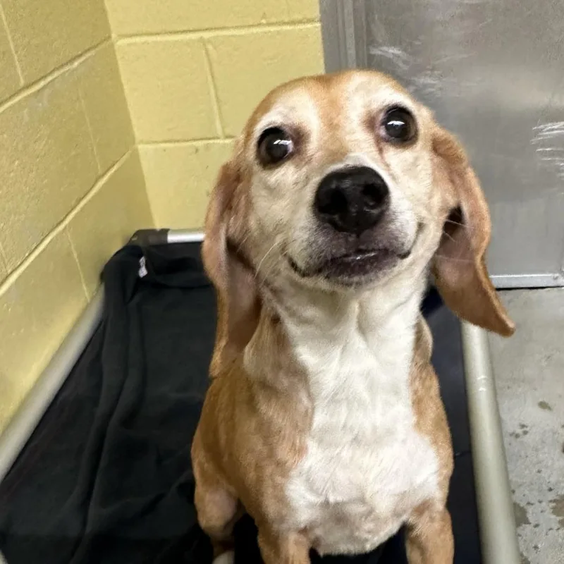 A senior medium-sized female Yellow / Tan / Blond / Fawn Beagle dog named Ginger for adoption in Waldorf, MD