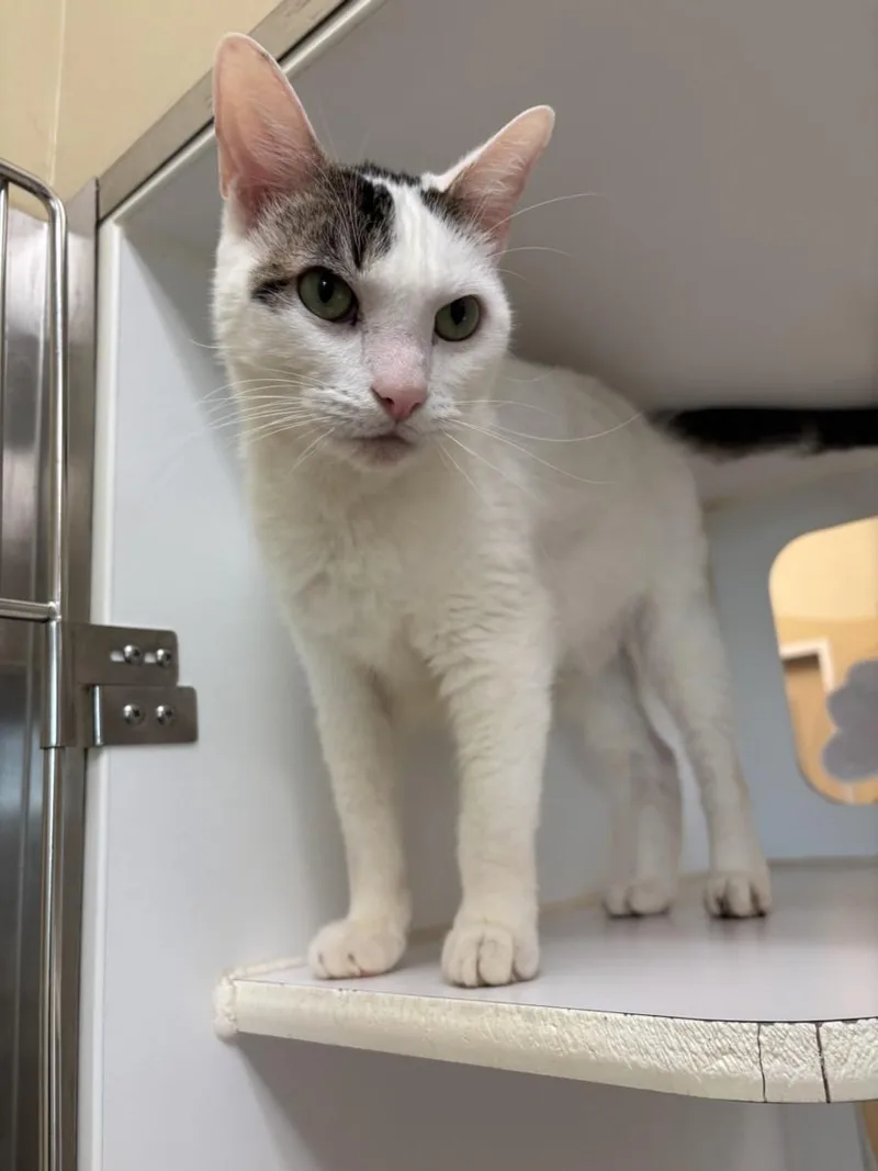 An adult small-sized male Domestic Short Hair cat named Jerrell for adoption in Texas City, TX