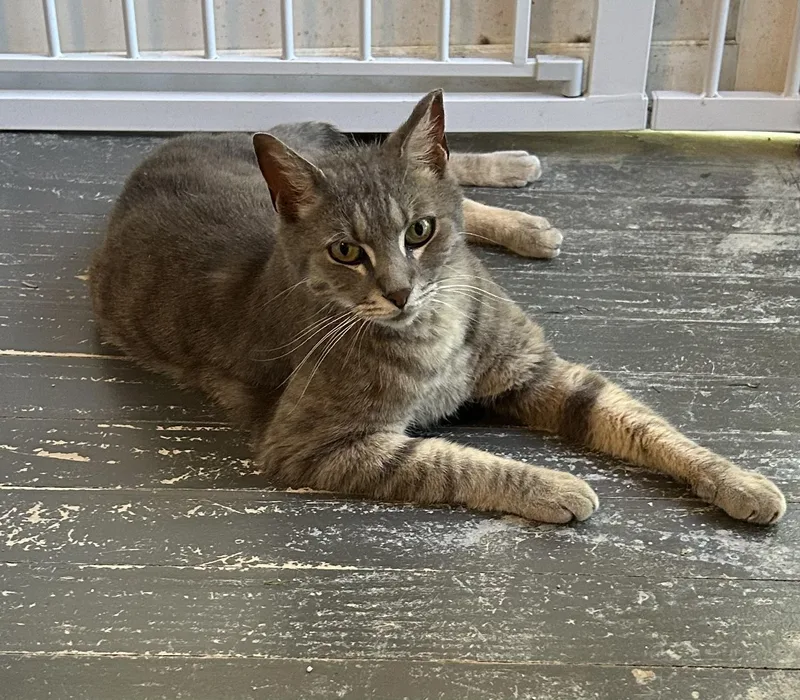 A young medium-sized male Tabby (Gray / Blue / Silver) Tabby cat named Rolphy for adoption in Columbia, SC
