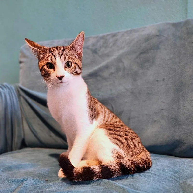 A young medium-sized male Domestic Short Hair cat named Stromboli for adoption in Stokesdale, NC