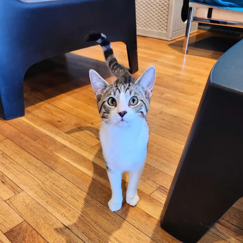 Stromboli thumbnail 3