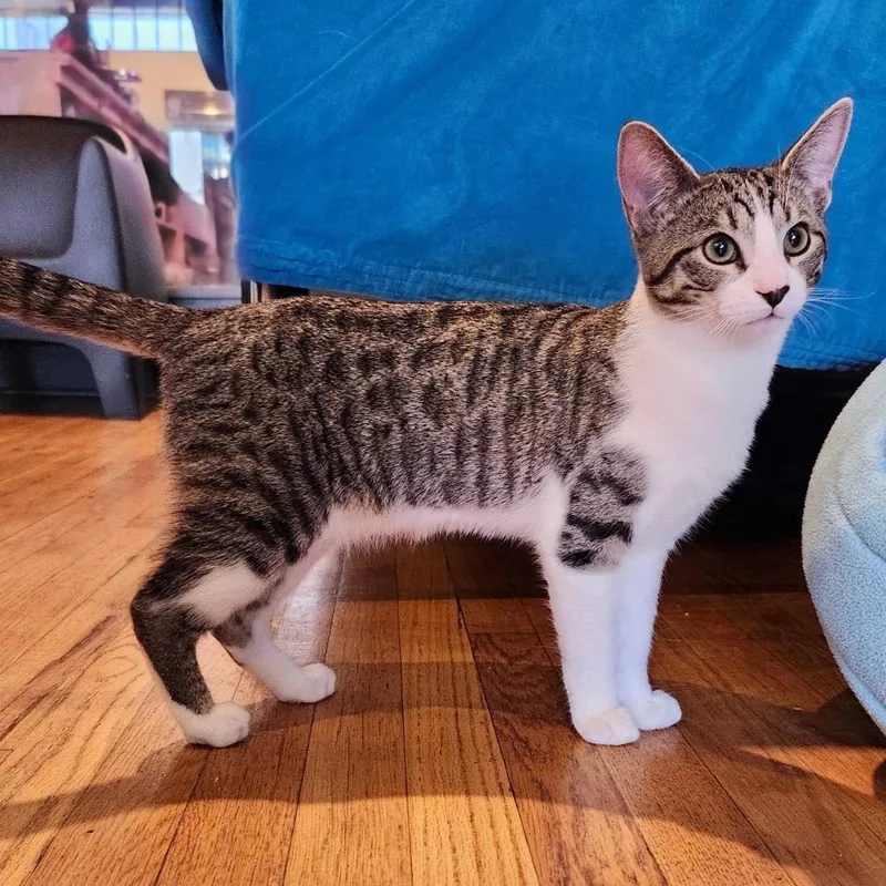 Stromboli thumbnail 4