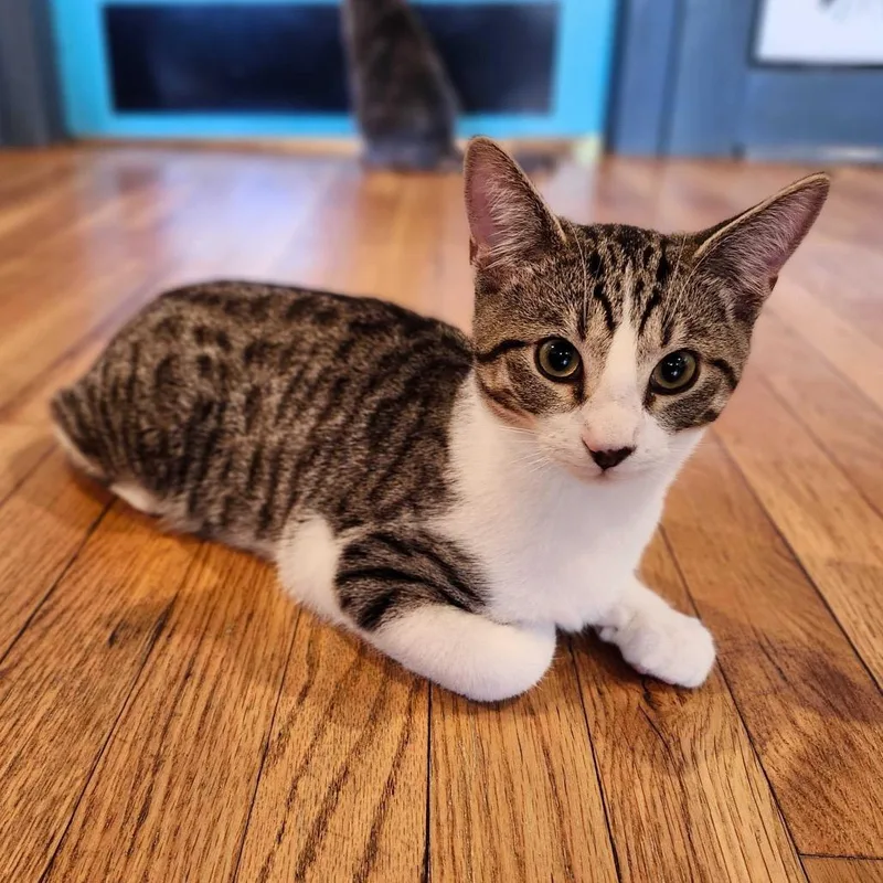 Stromboli thumbnail 5