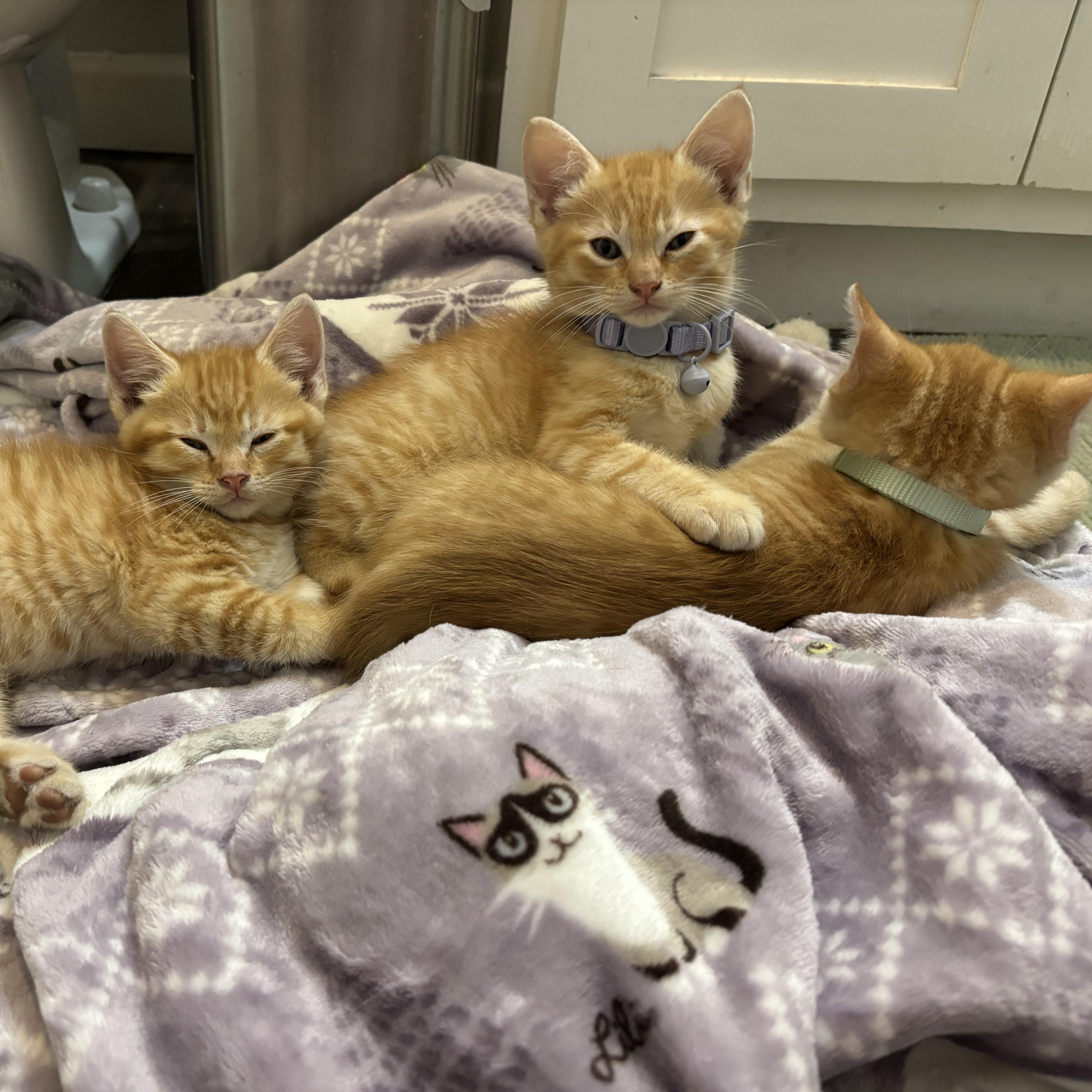 A baby small-sized male Orange / Red Domestic Short Hair cat named Oswald for adoption in Pearland, TX