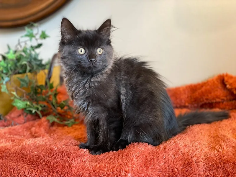 A baby medium-sized male Smoke Domestic Long Hair cat named Azriel for adoption in Taylor, MI