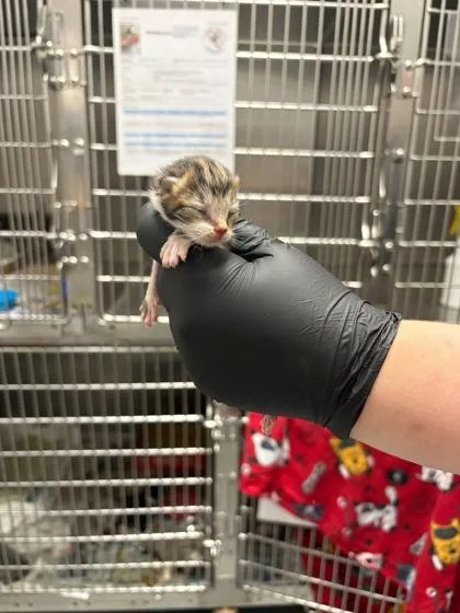 A baby small-sized female Domestic Short Hair cat named Omelet for adoption in Sevierville, TN