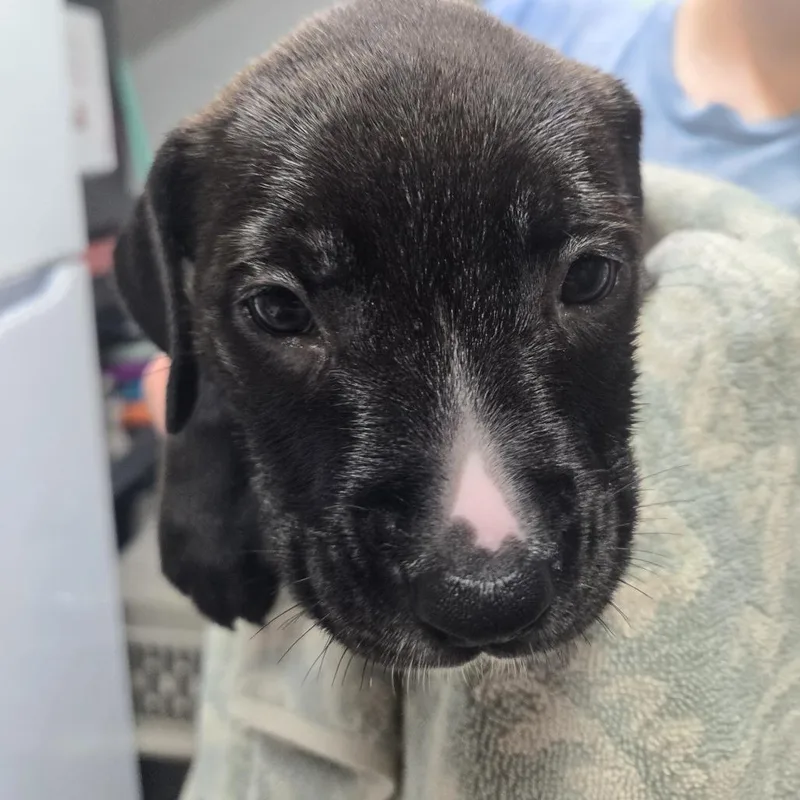 A baby small-sized female Brown / Chocolate Mixed Breed dog named Coral for adoption in Lake Panasoffkee, FL