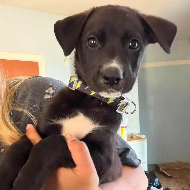 A baby small-sized male Black Terrier dog named Sky for adoption in Nampa, ID