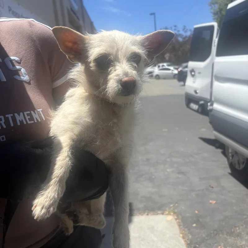A young small-sized female White / Cream Terrier dog named Tansy for adoption in Point Richmond, CA