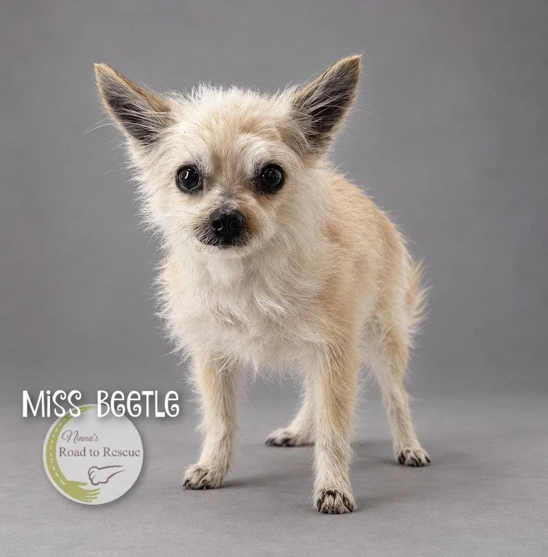 A senior small-sized female Pomeranian dog named Miss Beetle for adoption in Benton, LA