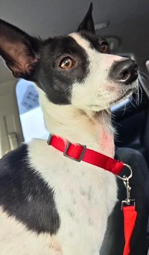A young small-sized male Black Rat Terrier dog named Bandit for adoption in Valley Village, CA