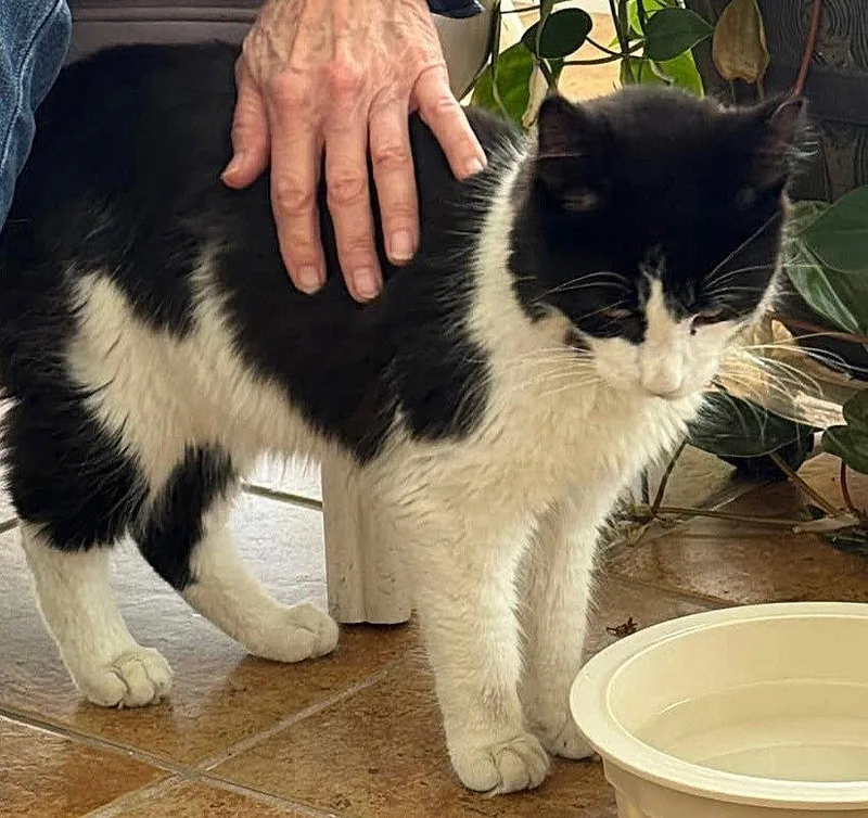 A young medium-sized male Black & White / Tuxedo Domestic Short Hair cat named Toby for adoption in Oviedo, FL