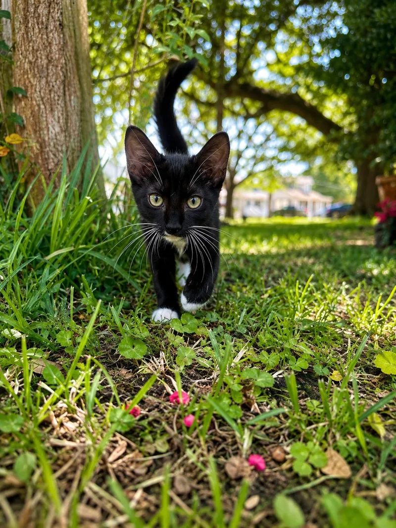 A baby medium-sized male Black Domestic Short Hair cat named Cobalt for adoption in Houston, TX
