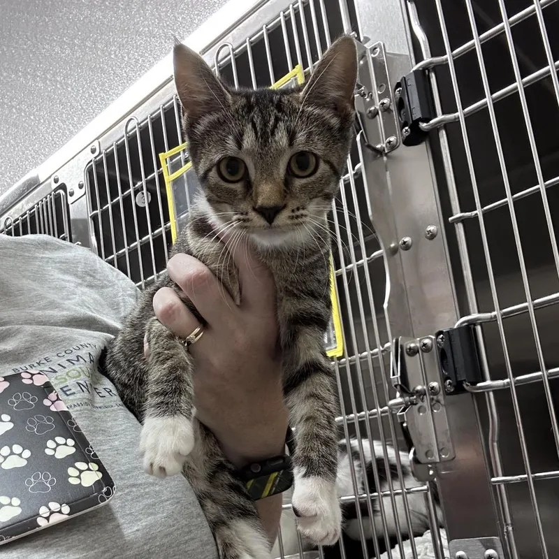 A baby small-sized female Gray / Blue / Silver Domestic Short Hair cat named Silky for adoption in Morganton, NC