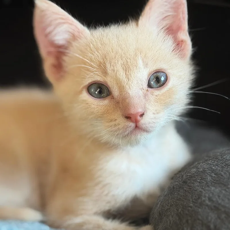 A baby small-sized male Domestic Short Hair cat named Hanford for adoption in Santa Barbara, CA