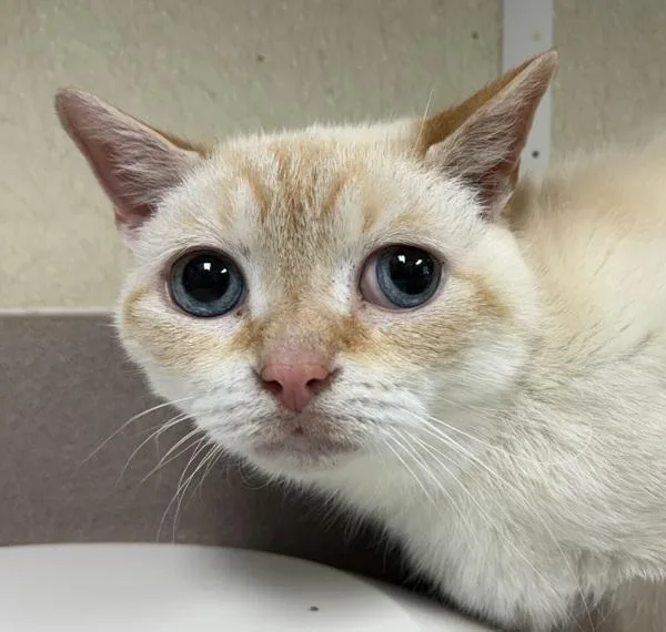 A senior small-sized female Oriental Short Hair cat named Claire for adoption in Salisbury, MD