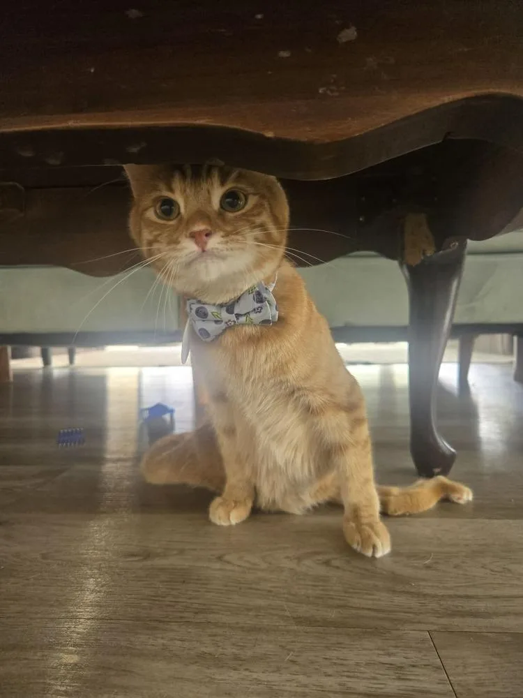 A young medium-sized male Tabby (Orange / Red) Domestic Short Hair cat named Rowan for adoption in tucson, AZ