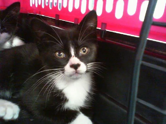 A baby small-sized female Domestic Short Hair cat named Buttercup for adoption in Charlotte, NC
