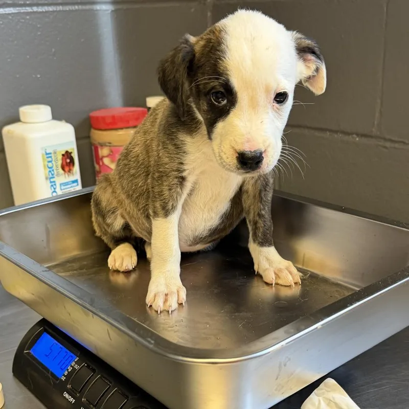 A baby small-sized female Brindle Pit Bull Terrier dog named Dory for adoption in Pasadena , MD