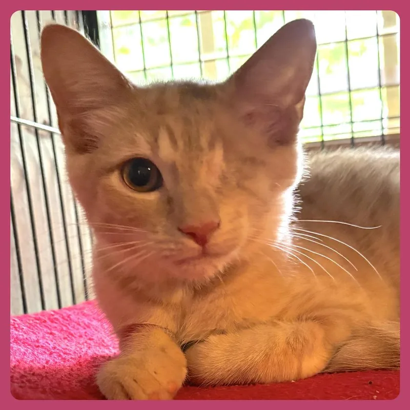 A baby small-sized male Orange / Red Domestic Short Hair cat named Bopshine for adoption in Fredericksburg, VA