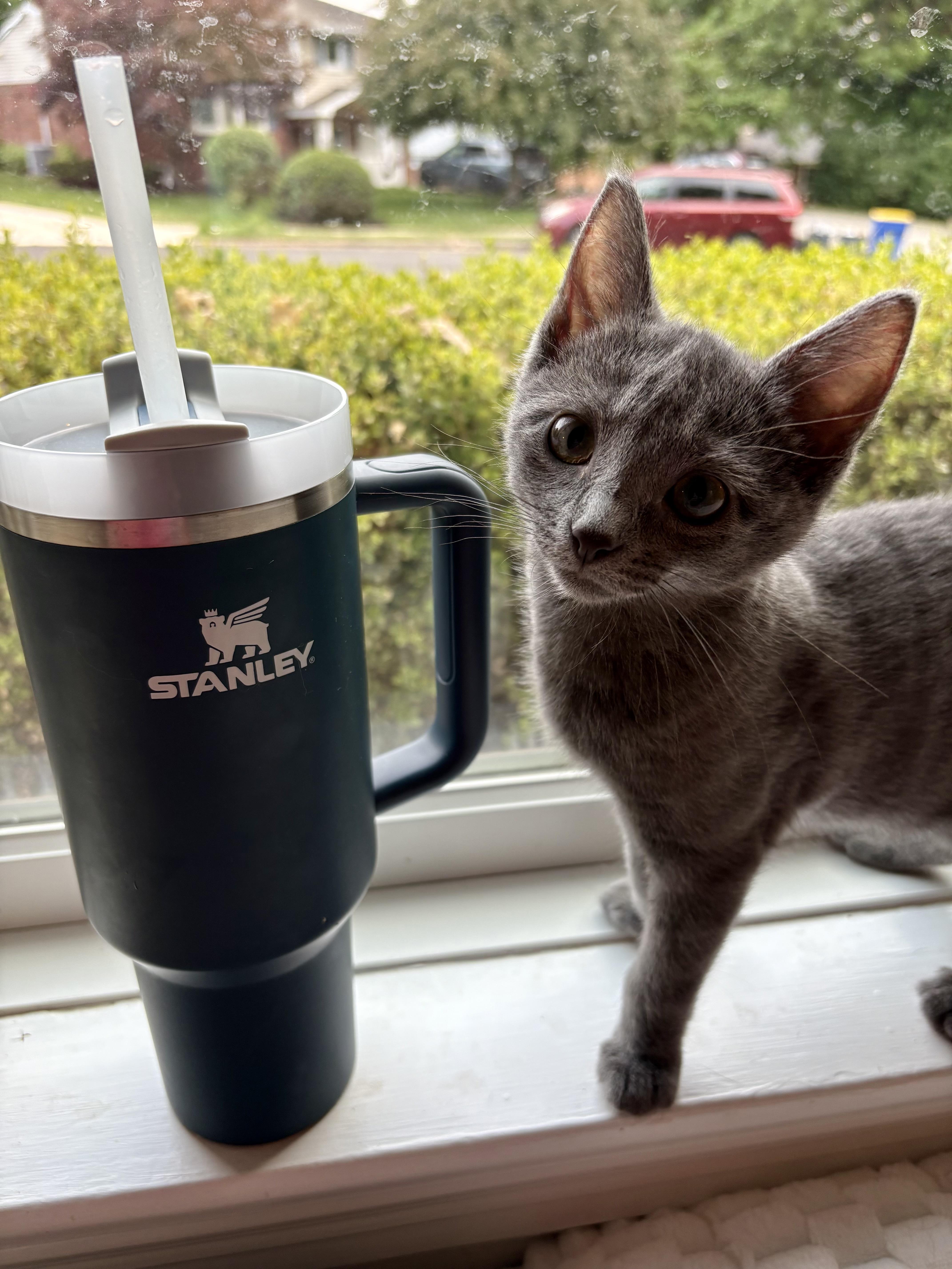 A baby medium-sized male Gray / Blue / Silver Domestic Short Hair cat named Frank for adoption in Lemoyne, PA